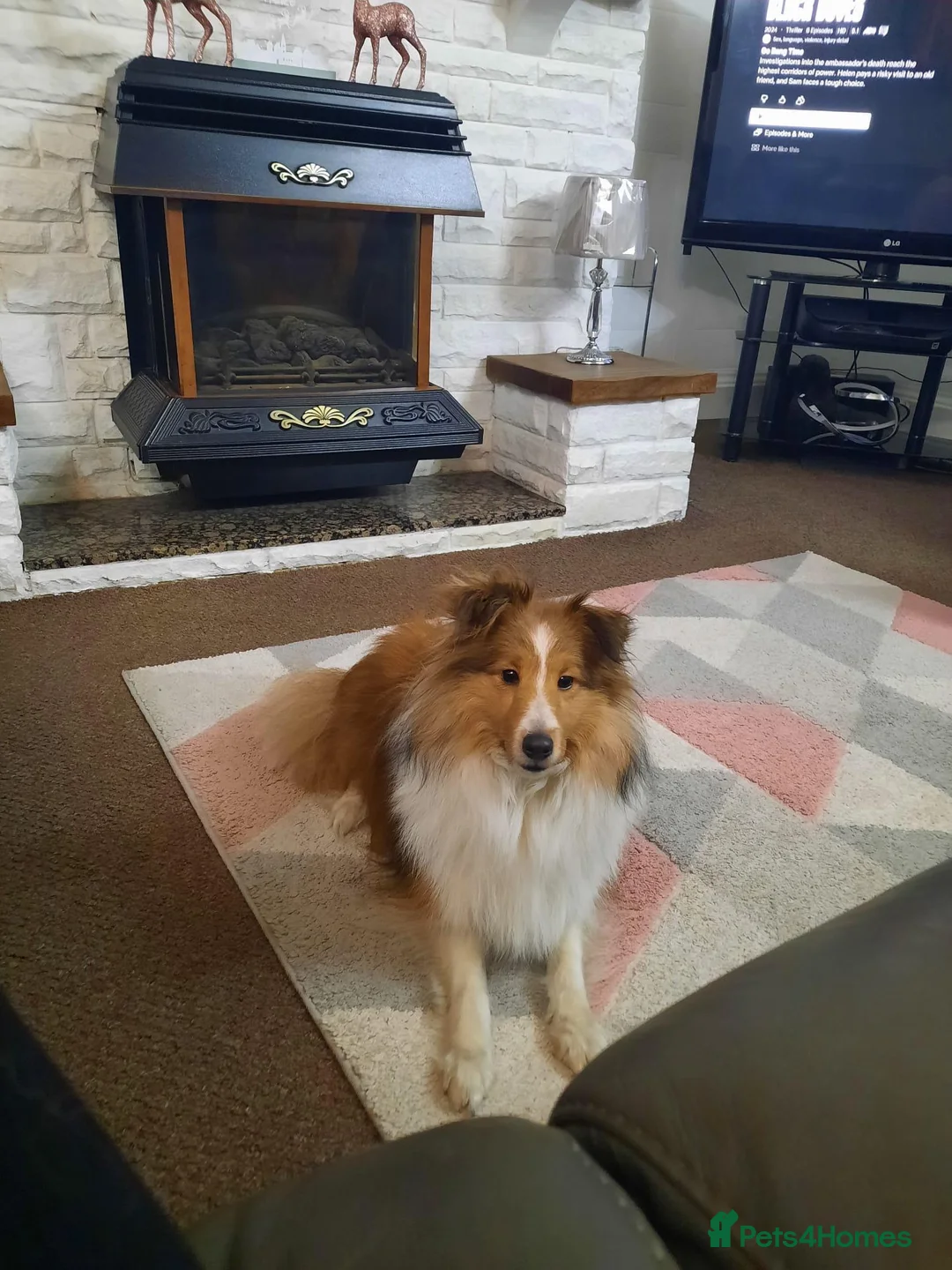 Shetland Sheepdog dogs for sale: KC REGISTERED LITTER OF SHETLAND SHEEPDOG PUPPIES  - Advert 2
