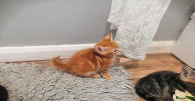 Mixed Breed cats - Advert 6