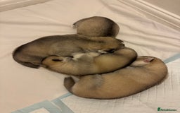 Siberian Husky dogs for stud: PROVEN KC Registered Siberian Husky Stud ONLY in Solihull - Image 25