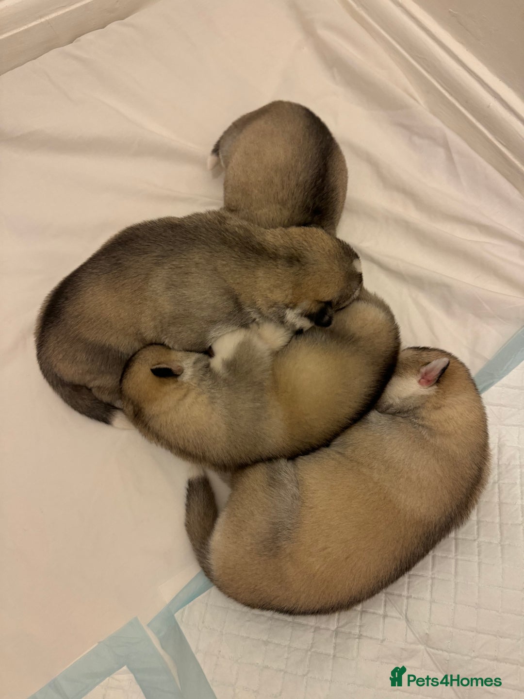 Siberian Husky dogs for stud: PROVEN KC Registered Siberian Husky Stud ONLY in Solihull - Image 25
