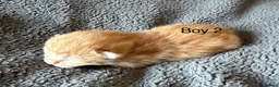 Mixed Breed cats for sale: 3 Gorgeous Kittens in Cardiff - Advert 10