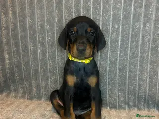 Dobermann dogs 🩶 Top quality KC registered Doberman puppies! 🩶 - Advert 5