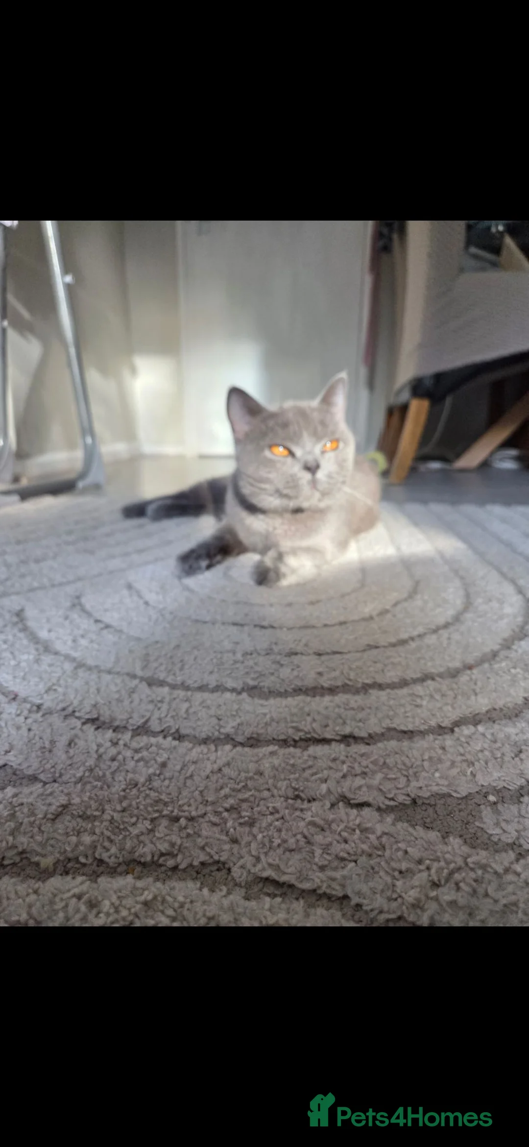 British Shorthair cats for sale: British shorthair X kittens - Advert 2