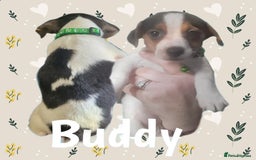Jack Russell dogs for sale: miniature Jack Russell Puppies - Image 6