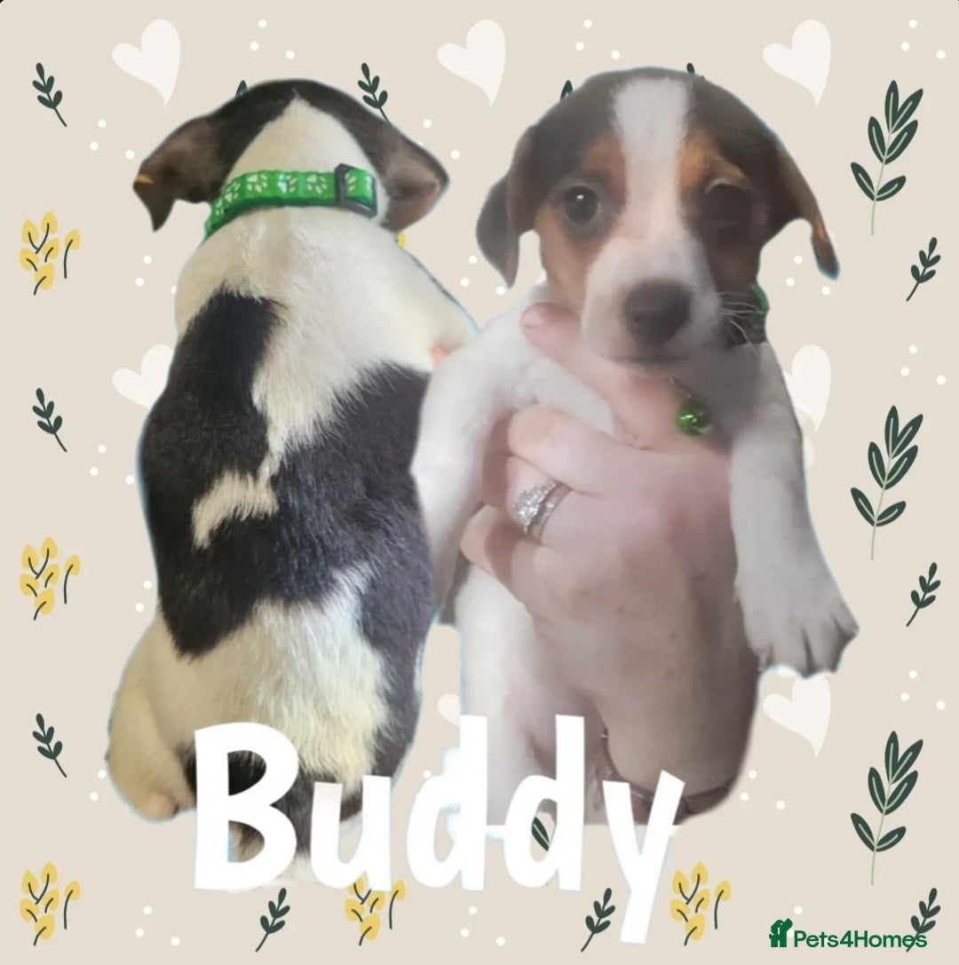 Jack Russell dogs for sale: miniature Jack Russell Puppies - Image 6