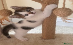 Mixed Breed cats for sale: Kitten for sale - Image 1