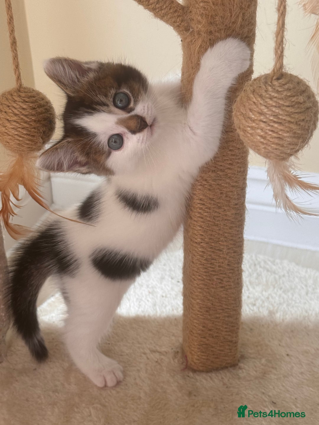Mixed Breed cats for sale: Kitten for sale - Image 1
