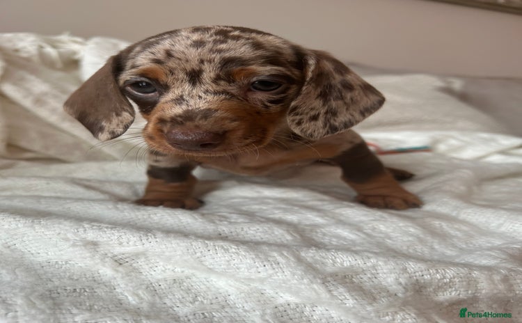 Miniature Dachshund dogs - Advert 1
