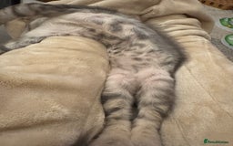 Maine Coon cats for sale: BEAUTIFUL PURE BREED MAINE COON KITTENS  - Image 11