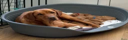 Labrador Retriever dogs for sale: Pedigree Red Labrador Puppies  - Advert 3