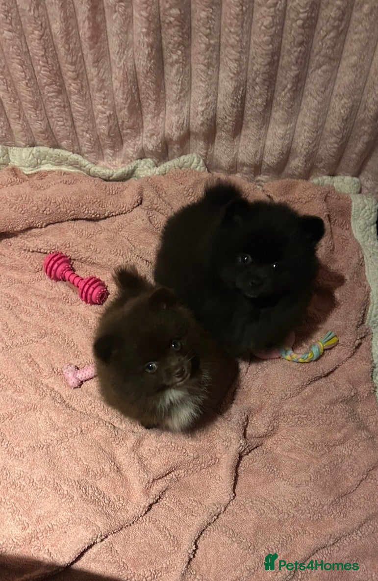 Pomeranian dogs Beautiful Pomeranian Puppies 🐶🩷🐶🩷 - Advert 9