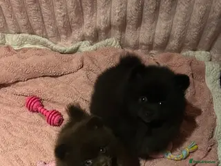 Pomeranian dogs Beautiful Pomeranian Puppies 🐶🩷🐶🩷 - Advert 18