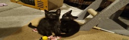 Mixed Breed cats for sale: 2 Little Black Girl Kittens - Advert 1