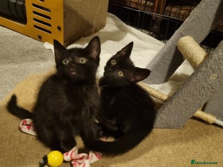 Mixed Breed cats 2 Little Black Girl Kittens - Advert 7