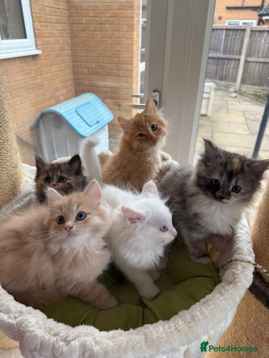 Ragdoll cats for sale: Beautiful pale ginger Ragdoll X Maine Coon boy - Image 4