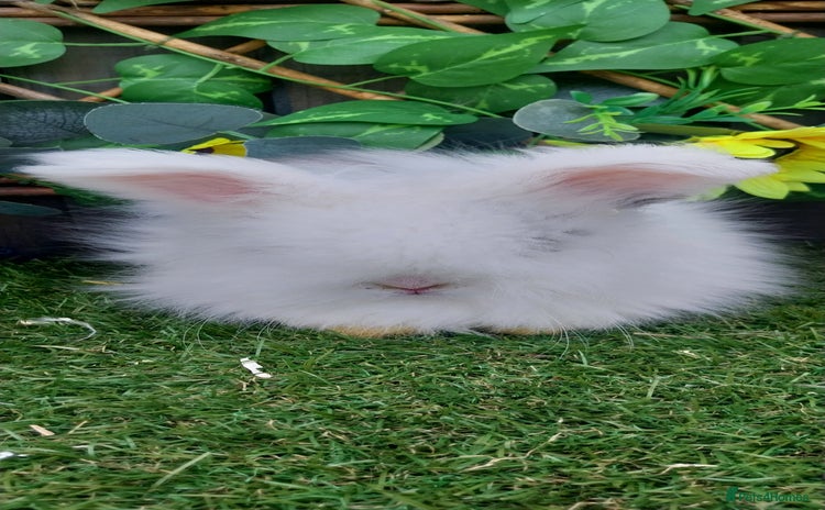 Angora rabbits - Advert 1