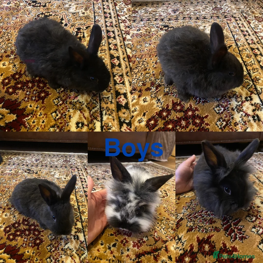 Mixed Breed rabbits for sale: Baby Rabbits for sale  - Advert 2