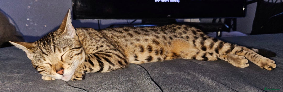 Bengal cats for sale: Bengal kittens  - Advert 26