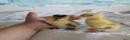 Mixed Breed birds for sale: Pure Indian runner ducklings 🐥  in Cirencester - Advert 2