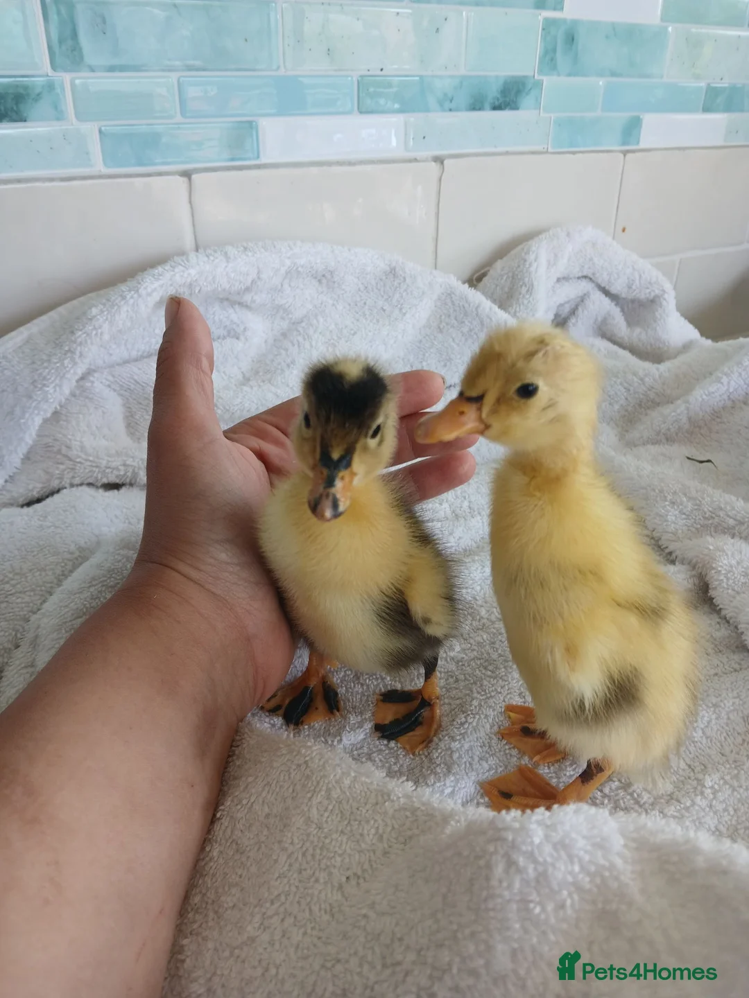 Mixed Breed birds for sale: Pure Indian runner ducklings 🐥  in Cirencester - Advert 2