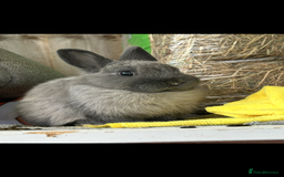 Netherland Dwarf rabbits for sale: Free Netherland dwarf  - Image 1