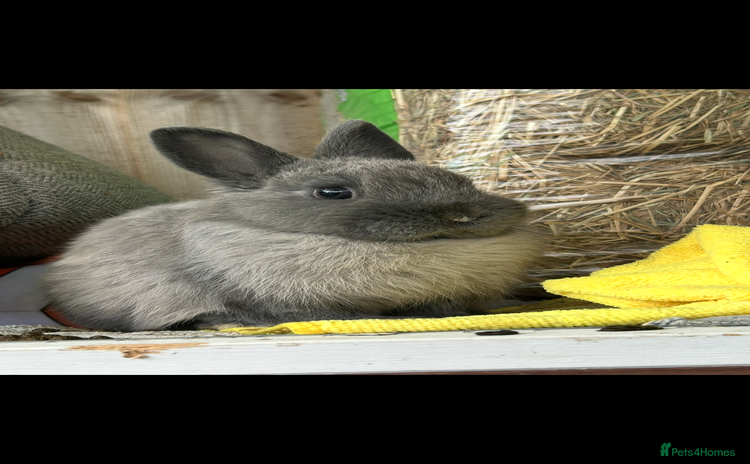 Netherland Dwarf rabbits - Advert 1