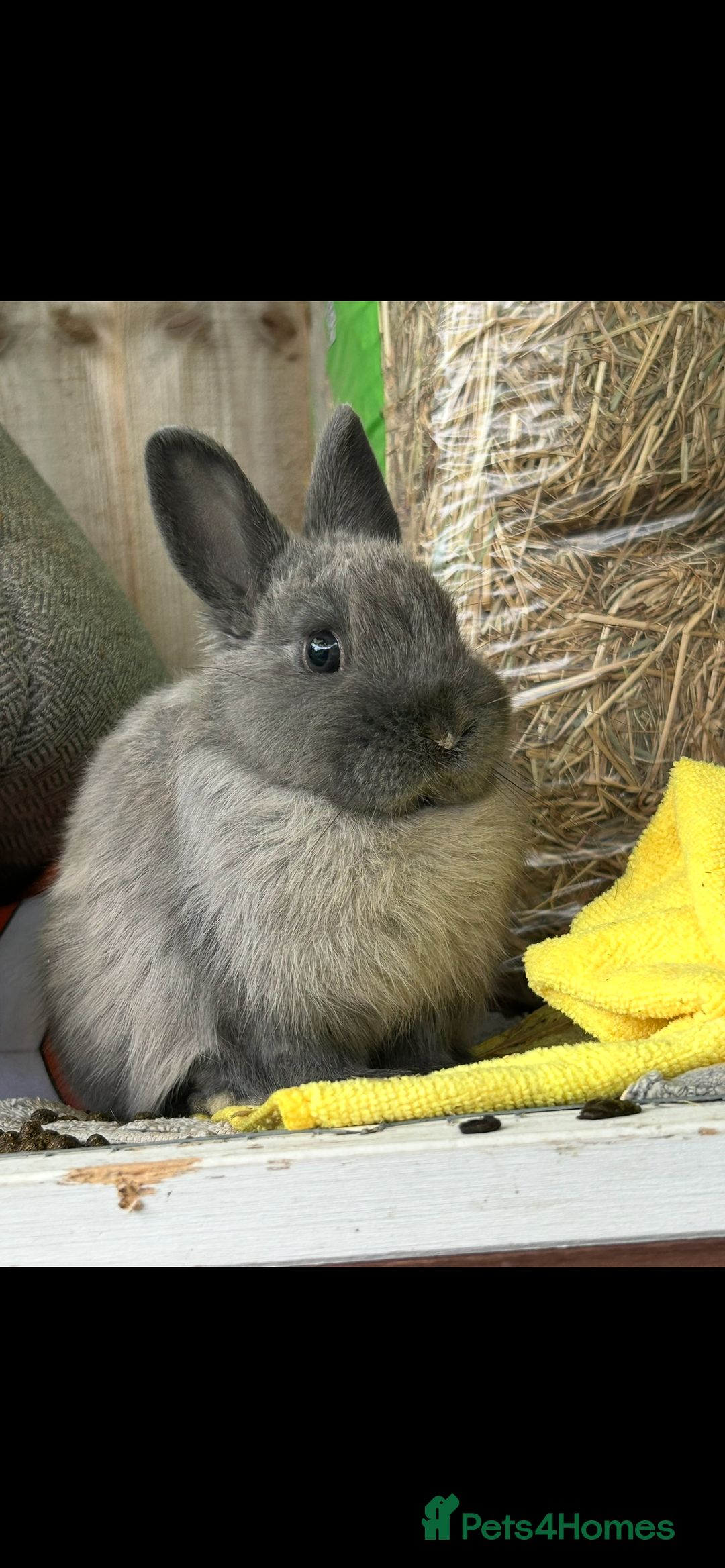 Netherland Dwarf rabbits for sale: Free Netherland dwarf  - Image 1