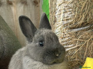 Netherland Dwarf rabbits - Advert 19