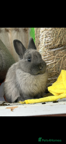 Netherland Dwarf rabbits - Advert 1