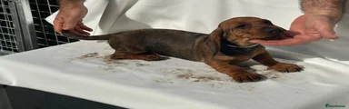 Dachshund Puppy 3