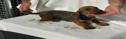 Dachshund dogs for sale: Wire haired dachshunds in Stonehouse - Advert 4