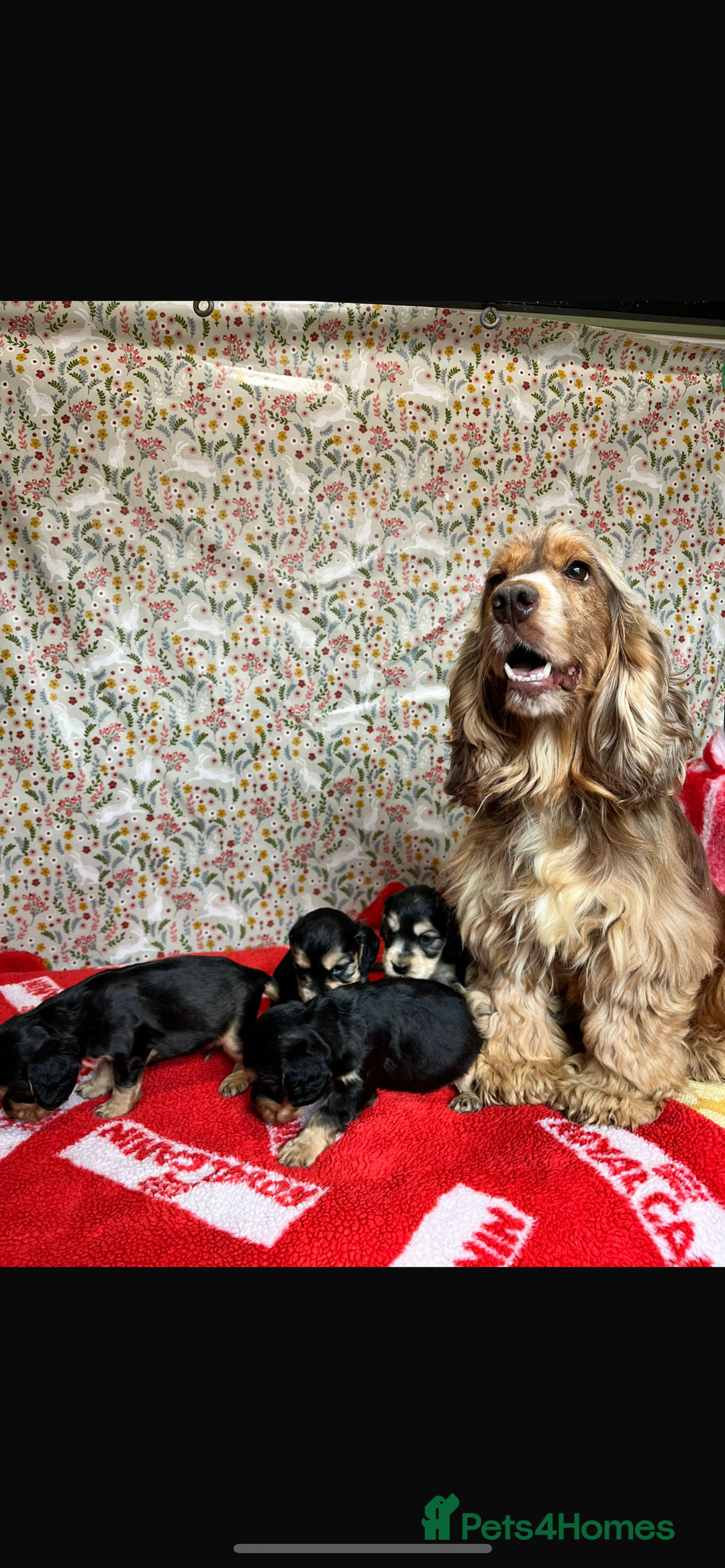 Cocker Spaniel dogs for sale: KC show cocker spaniel puppies.  - Image 3