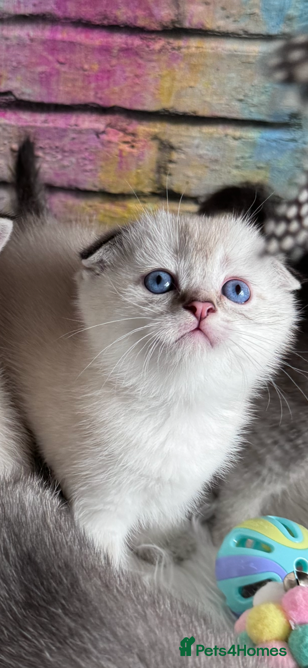 Scottish Fold cats for sale: READY 📣PEDIGREE SCOTTISH FOLD KITTENS 🐱  - Image 13