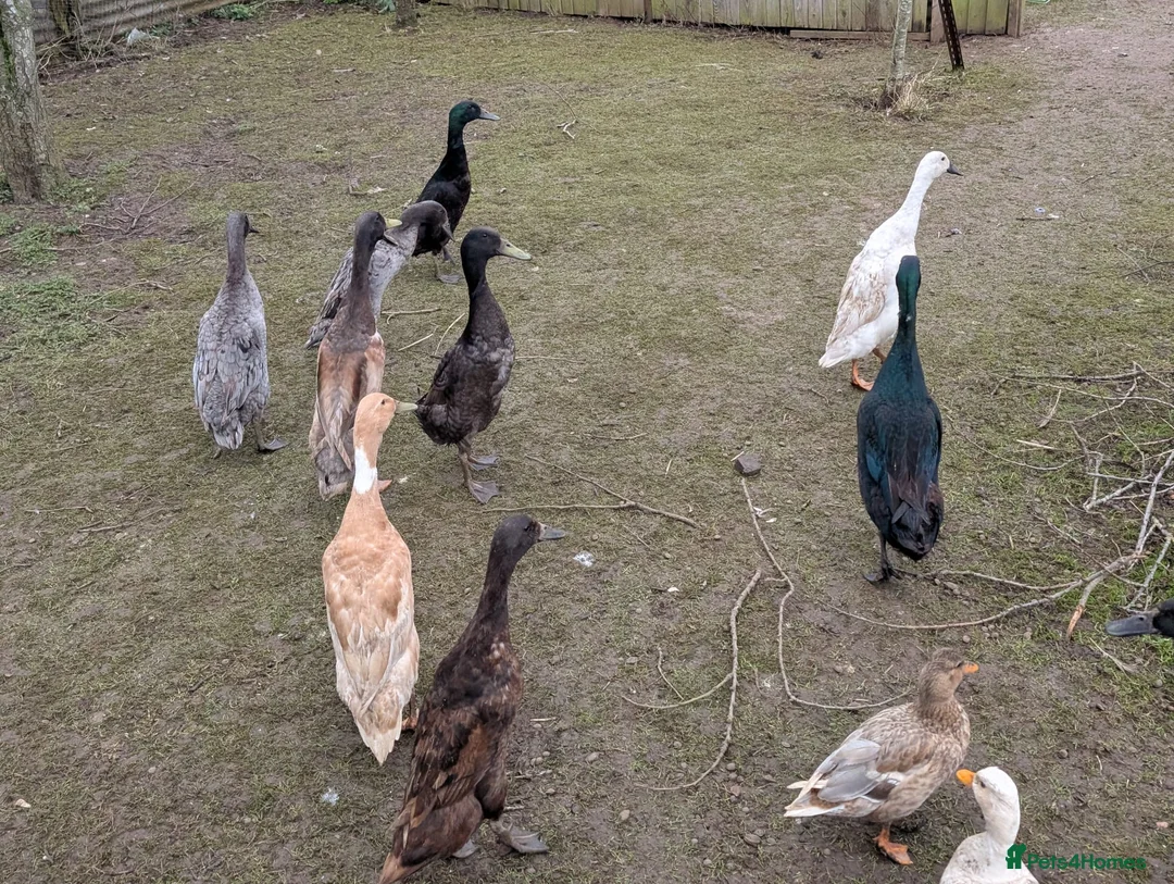 Mixed Breed poultry for sale: Runner ducks, chickens, geese  - Advert 4