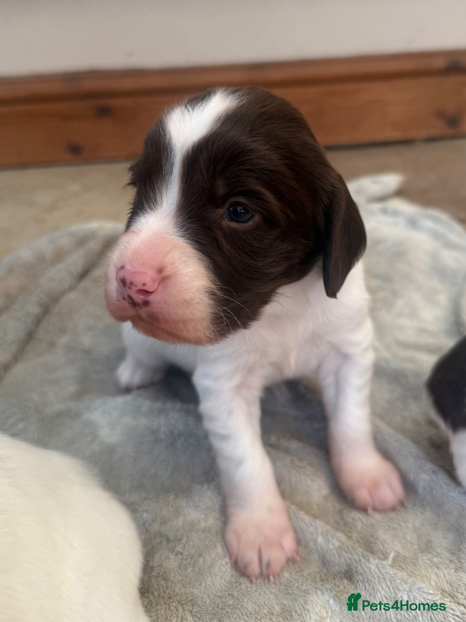 English Springer Spaniel dogs KC Registered English Springer Spaniel Bitch - Advert 8