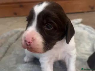 English Springer Spaniel dogs KC Registered English Springer Spaniel Bitch - Advert 8