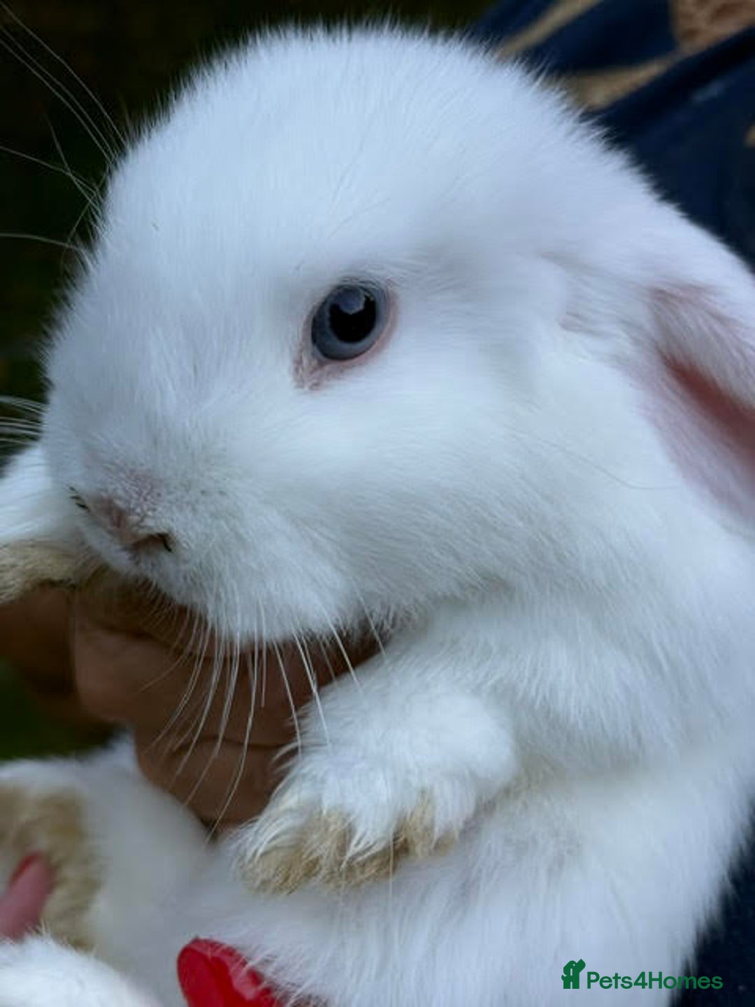 Mini Lop rabbits for sale: Mini Lop Male Twins Ready Now - Image 10