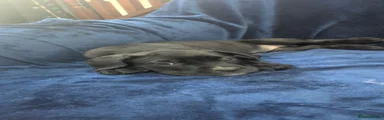 Cane Corso 3
