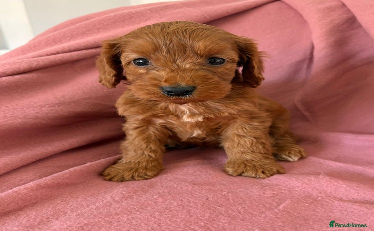 Cockapoo dogs - Advert 2