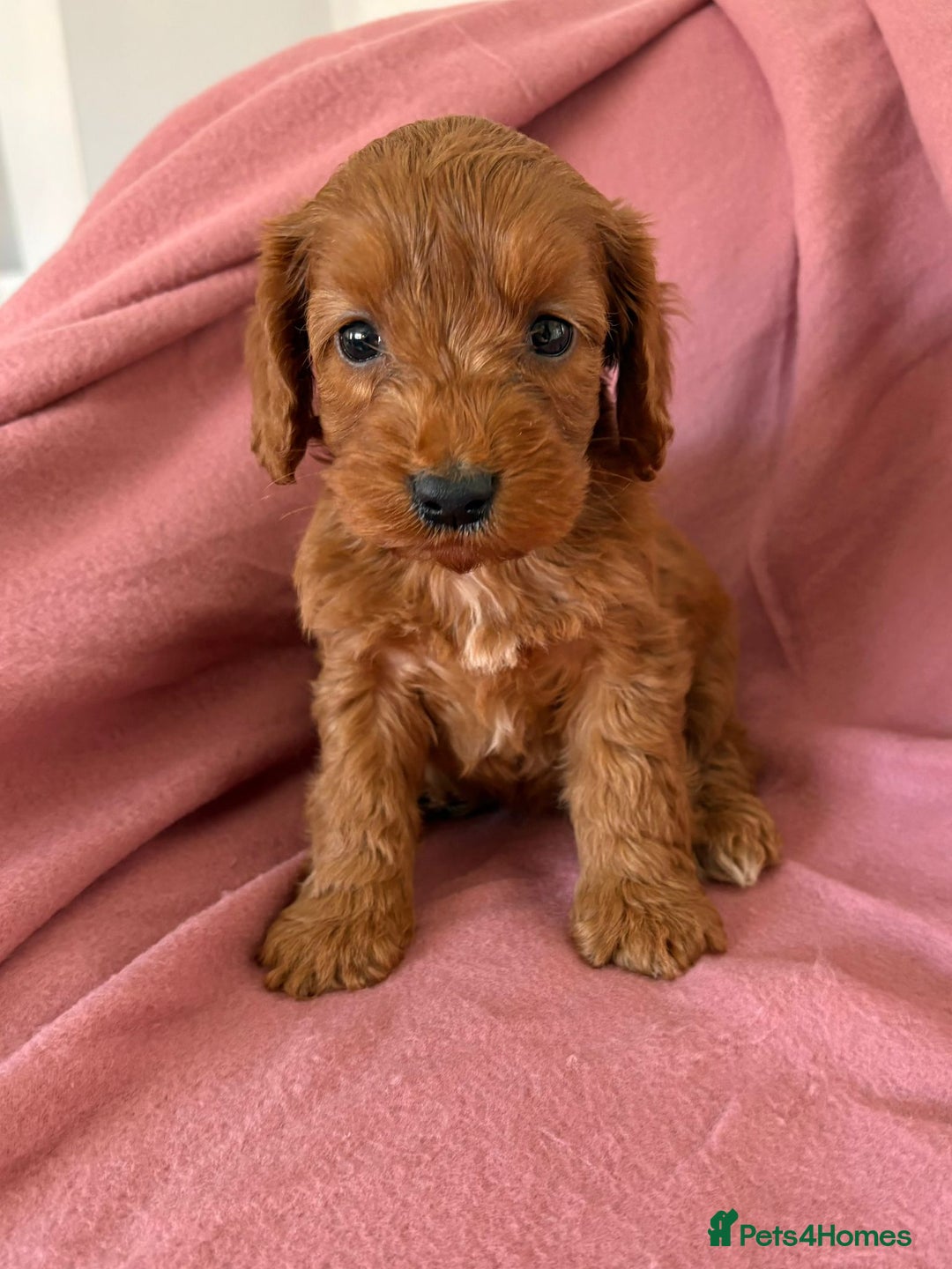 Cockapoo dogs for sale: Beautiful fox red cockapoo - Image 1