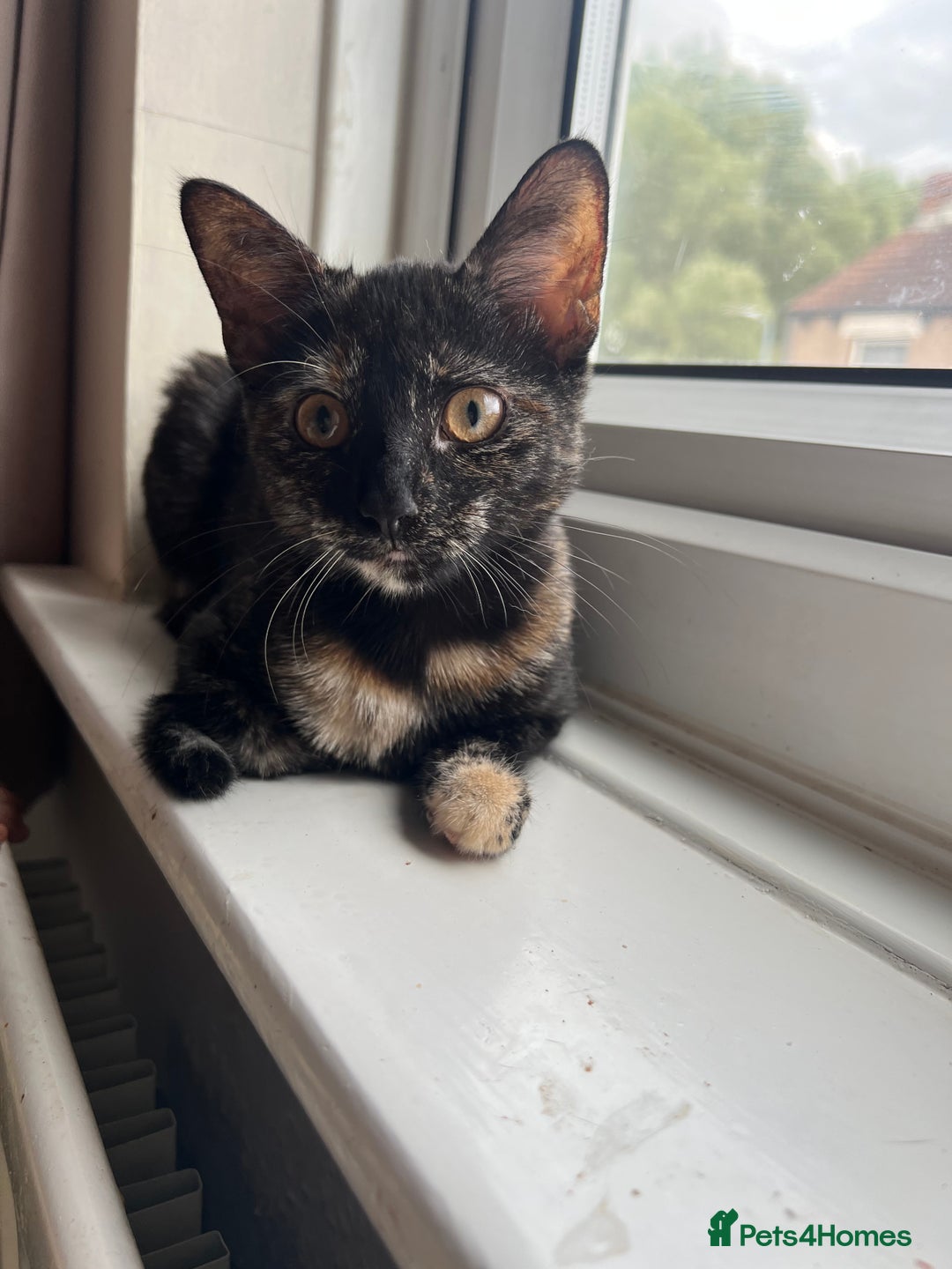 Domestic Shorthair cats for sale: Female cat - Image 2