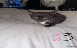 Mixed Breed cats for sale: 5x kittens looking for forever homes  - Image 14
