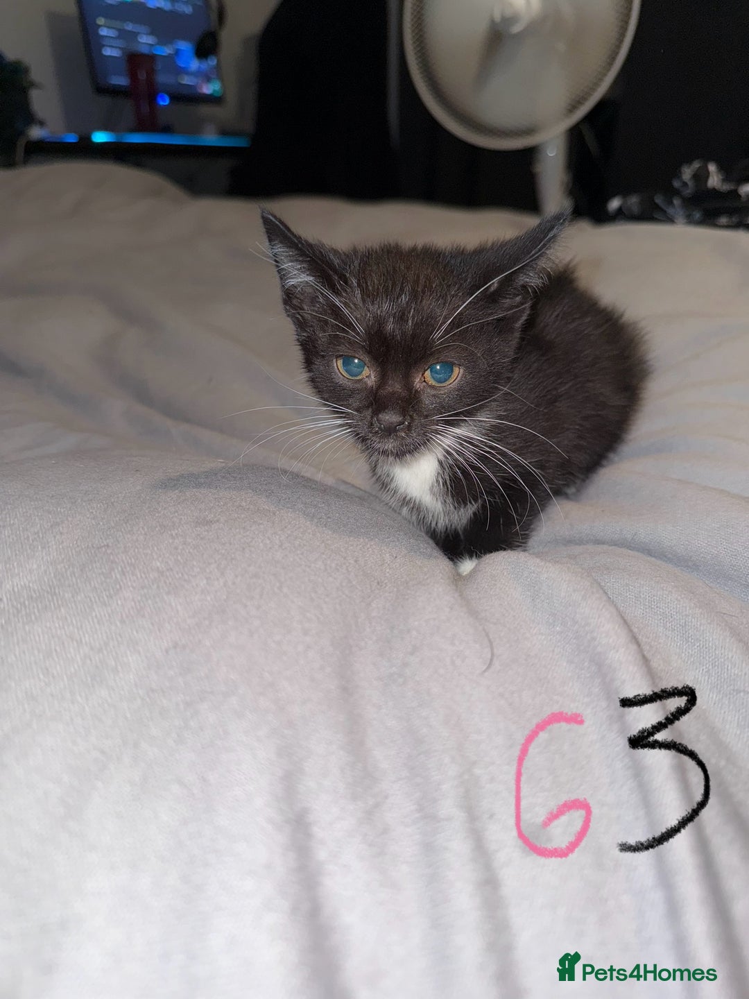 Mixed Breed cats for sale: 5x kittens looking for forever homes  - Image 14