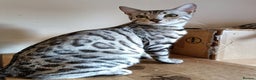 Bengal cats for sale: Bengal Adolescent & Young Adult Entire Males - Advert 7