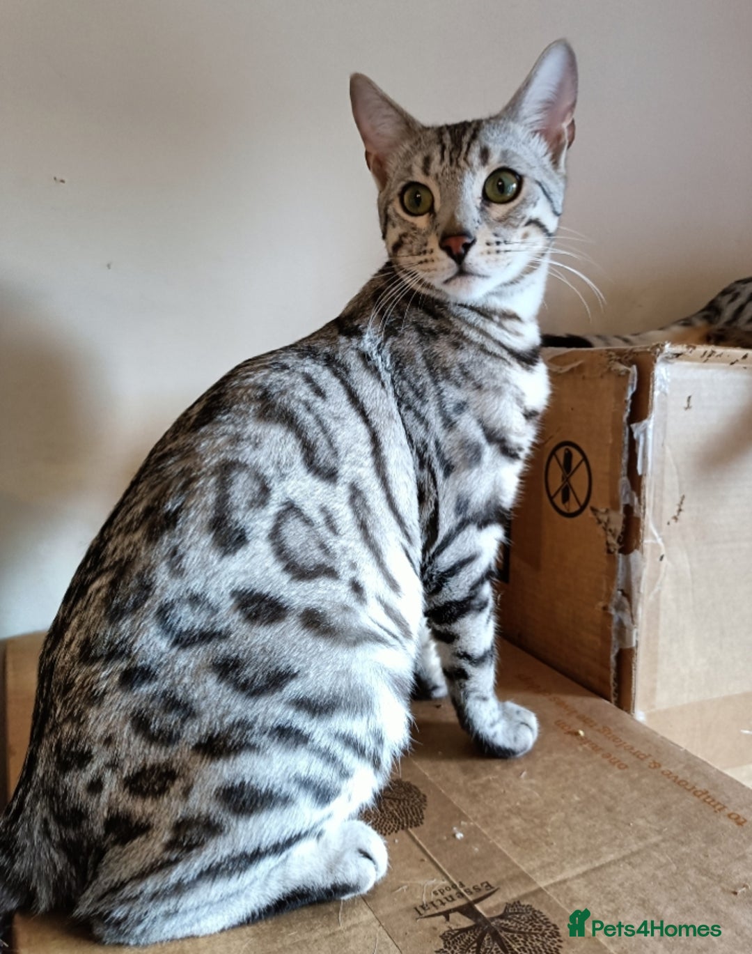 Bengal cats for sale: Bengal Adolescent & Young Adult Entire Males - Image 6