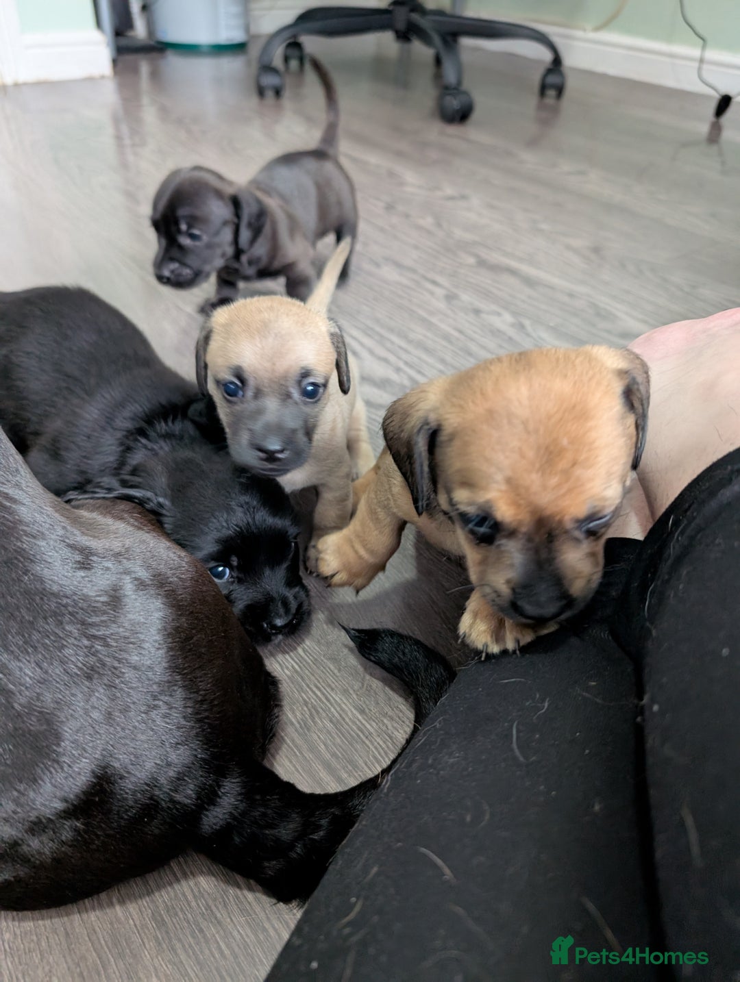 Dachshund dogs for sale: Dachshund x puppies male 2x long haired  - Image 4