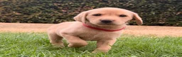 Labrador Retriever dogs for sale: Working Labrador Puppies – KC Registered in Shrewsbury - Advert 2