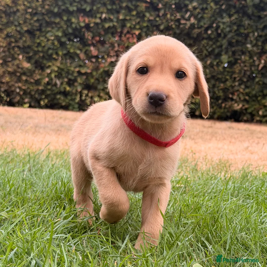 Labrador Retriever dogs for sale: Working Labrador Puppies – KC Registered in Shrewsbury - Advert 2