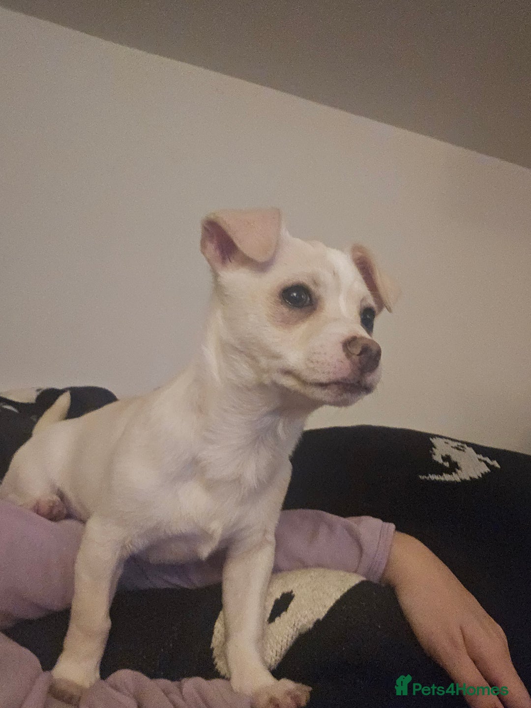 Chihuahua dogs for sale: Seeking good home for our sweet boy - Advert 3