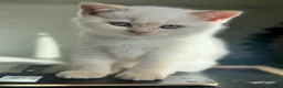British Shorthair cats for sale: Pure breed BSH | Golden Flame Point | Ready Now  - Advert 4